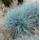 Pflanzen Für Dich Festuca Cinerea Uchte Blauschwingel 2 Liter Container