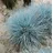 Pflanzen Für Dich Festuca Cinerea Uchte Blauschwingel 2 Liter Container