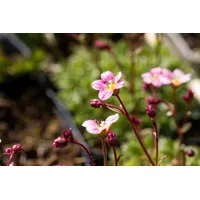 Pflanzen Für Dich Saxifraga x arendsii 'Silver Cushion' Polster-Steinbrech,