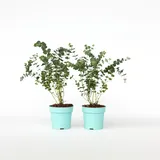 Plant in a Box - 2 Stk - Eucalyptus pulverulenta 'Baby Blue' - Höhe 35-45cm - Topf 15cm