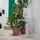 Kartell Kabuki 09185B4 transparent