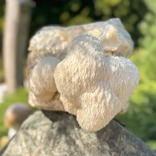 Pom Pom Pilzzuchtkultur XXL, BIO