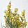 Homescapes KUNSTPFLANZE Lavendel gelb 66 cm