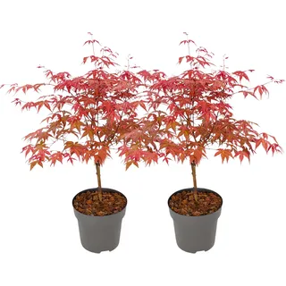 Plant in a Box - Acer palmatum 'Beni Maiko' 2er Set Höhe 60-70cm - Topf 19cm