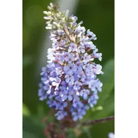 Pflanzen Für Dich Buddleja davidii 'Sky Blue', 40-60 cm