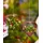 yeomoo Herzform Hängend Metall Blumentopf Komplettset 0 x 0 x 0 cm Rost