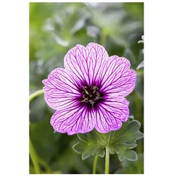 Geranium cinereum 'Ballerina', Storchschnabel, zartrosa, ca. 9x9 cm Topf