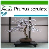 Saflax - Bonsai - Prunus serulata