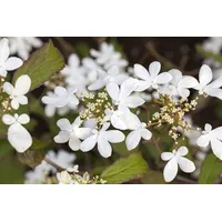 Pflanzen Für Dich Viburnum plicatum 'Watanabe', Japanischer Schneeball, weiß,