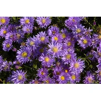 Pflanzen Für Dich Aster dumosus 'Blaue Lagune' Kissen-Aster, blau,