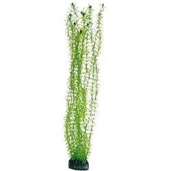 HOBBY Plant Lagarosiphon Aquarieneinrichtung 60 Centimeter