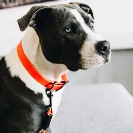 Kentucky Soft Rubber Hundehalsband Neon Orange L