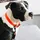 Kentucky Soft Rubber Hundehalsband Neon Orange L