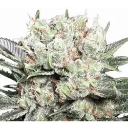 Californian Gold | Feminisierte Cannabissamen von Paradise Seeds | 3 Hanfsamen