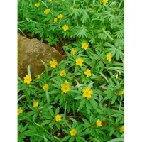 Pflanzen Für Dich Anemone ranunculoides, Gelbes Windröschen, ca. 9x9