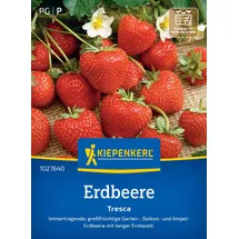 Kiepenkerl Erdbeersamen, Erdbeeren Tresca rot