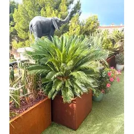 Palatino Nora 50 x 50 x 50 cm Braun