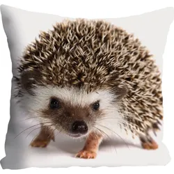 Dekokissen QUEENCE "Veit", braun (braun, bedruckt), B:40cm L:40cm, Dekokissen_Sitzkissen_Kissenhüllen, Kissenhülle,Igel,Süß,Tiermotiv,Niedlich,Naturmotiv,Verspielt