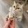 I LOVE MY CAT Ohrenpflege Tropfen 30 ml