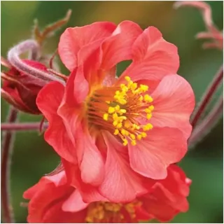 1 x Geum rivale 'Flames of Passion‘ (Winterhart/Stauden/Staude/Mehrjährig/Immergrün) feuerroter Bach Nelkenwurz - Leidenschaftliche Blüten in feurigem Rot - von Stauden Gänge