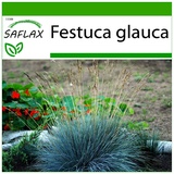 Saflax - - 50 Samen - Mit keimfreiem Anzuchtsubstrat - Festuca glauca