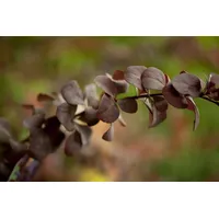Pflanzen-für-dich.de Berberis ottawensis 'Superba' 60-100 cm