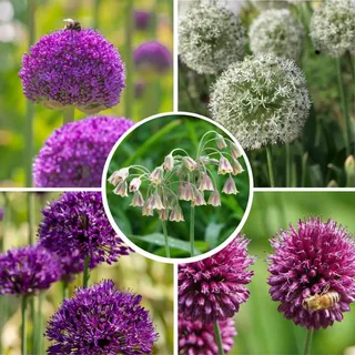 Plant in a Box - Zierlauch - 80 Stk - Allium - Blumenzwiebeln - Mehrfarbig