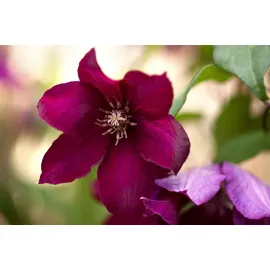 PlantaPro Clematis hybride Rouge Cardinal' 60–100 cm) – Waldrebe/Klematis