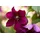 PlantaPro Clematis hybride Rouge Cardinal' 60–100 cm) – Waldrebe/Klematis