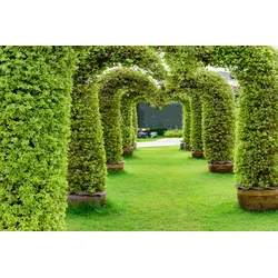 Fototapete PAPERMOON "GARTEN-ALLEE BLUMEN BÄUME PFLANZEN STEINE WALD PERGOLA", bunt, B:3,00m L:2,23m, Vlies, Tapeten