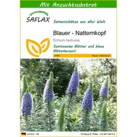 SAFLAX - Blauer - Natternkopf - Echium fastuosa