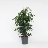 Plant in a Box - Ficus benjamina 'Danielle' - Höhe 100-110cm - Topf 21cm