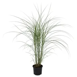 Plant in a Box Chinaschilf - Miscanthus sinensis Kleine Silberspinne Höhe 20-30cm