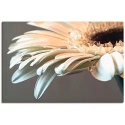 Wandbild ARTLAND "Blüte einer Gerbera", weiß (farbe bild(er): weiß), B:90cm H:60cm T:1,8cm, Canvas, Leinwand, Bilder, als Leinwandbild, Poster, Wandaufkleber in verschied. Größen