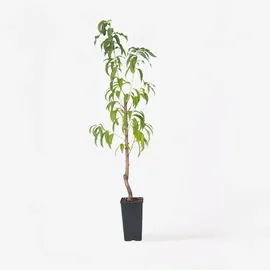 Plant in a Box - Prunus persica 'Saturne' Höhe 60-70cm