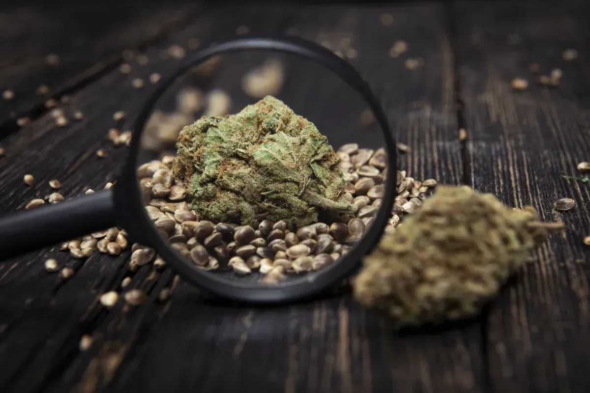 Marj Jane Seeds Hash Plant x White Widow 5 Samen