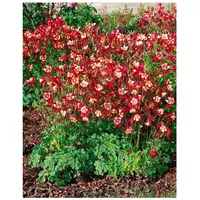 Pflanzen Für Dich Aquilegia caerulea 'Crimson Star', Akelei, rot-weiß,