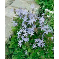 Pflanzen Für Dich Campanula poscharskyana 'Lisduggan Variet.', p 0,5