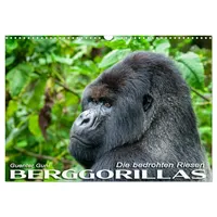 Calvendo Berggorillas: die bedrohten Riesen (Wandkalender 2026 DIN A3