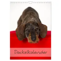 Calvendo Dackel (Wandkalender 2026 DIN A4 hoch), CALVENDO Monatskalender