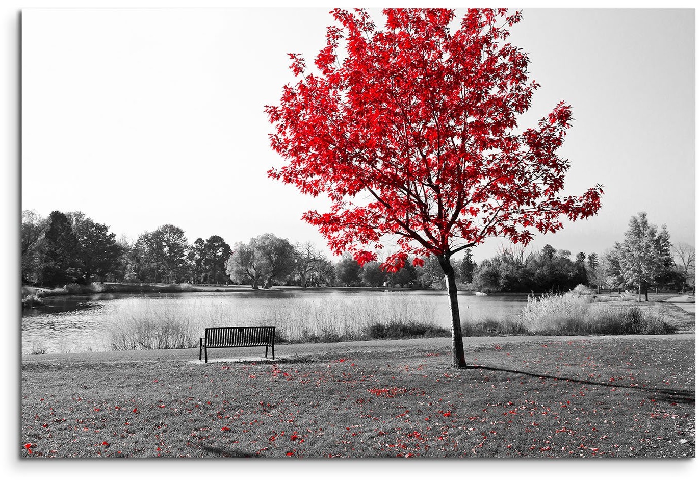 120x80cm Leinwandbild auf Keilrahmen Park Bank Teich schwarz weiß Baum rote Blätter Wandbild auf Leinwand als Panorama