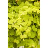 Pflanzen Für Dich Lysimachia Nummularia Goldilocks Pfennigkraut Goldgelb Ca. 9x9 cm Topf