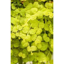 Pflanzen Für Dich Lysimachia Nummularia Goldilocks Pfennigkraut Goldgelb Ca. 9x9 cm Topf