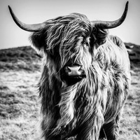 Euroart Glasbild, 50 x cm, Highland Cow I Glas, Grau