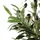 HJH Office Kunstpflanze OLIVE I 172 cm