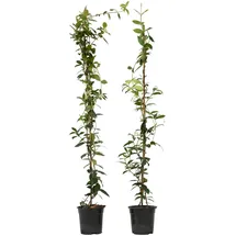 Plant in a Box - Trachelospermum jasminoides 2er set Höhe 110-120cm