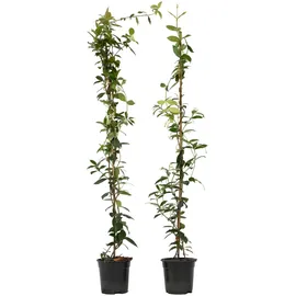 Plant in a Box - Trachelospermum jasminoides 2er set Höhe 110-120cm