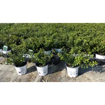 grünwaren 50 Stück Ilex crenata Stokes Heckenpflanze Buchsbaum Ersatz winterhart + robust