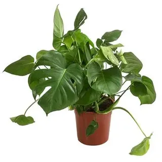 Fensterblatt - Monstera deliciosa, Grün