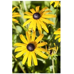 Rudbeckia fulgida sullivantii 'Goldsturm', gelb, ca. 9x9 cm Topf